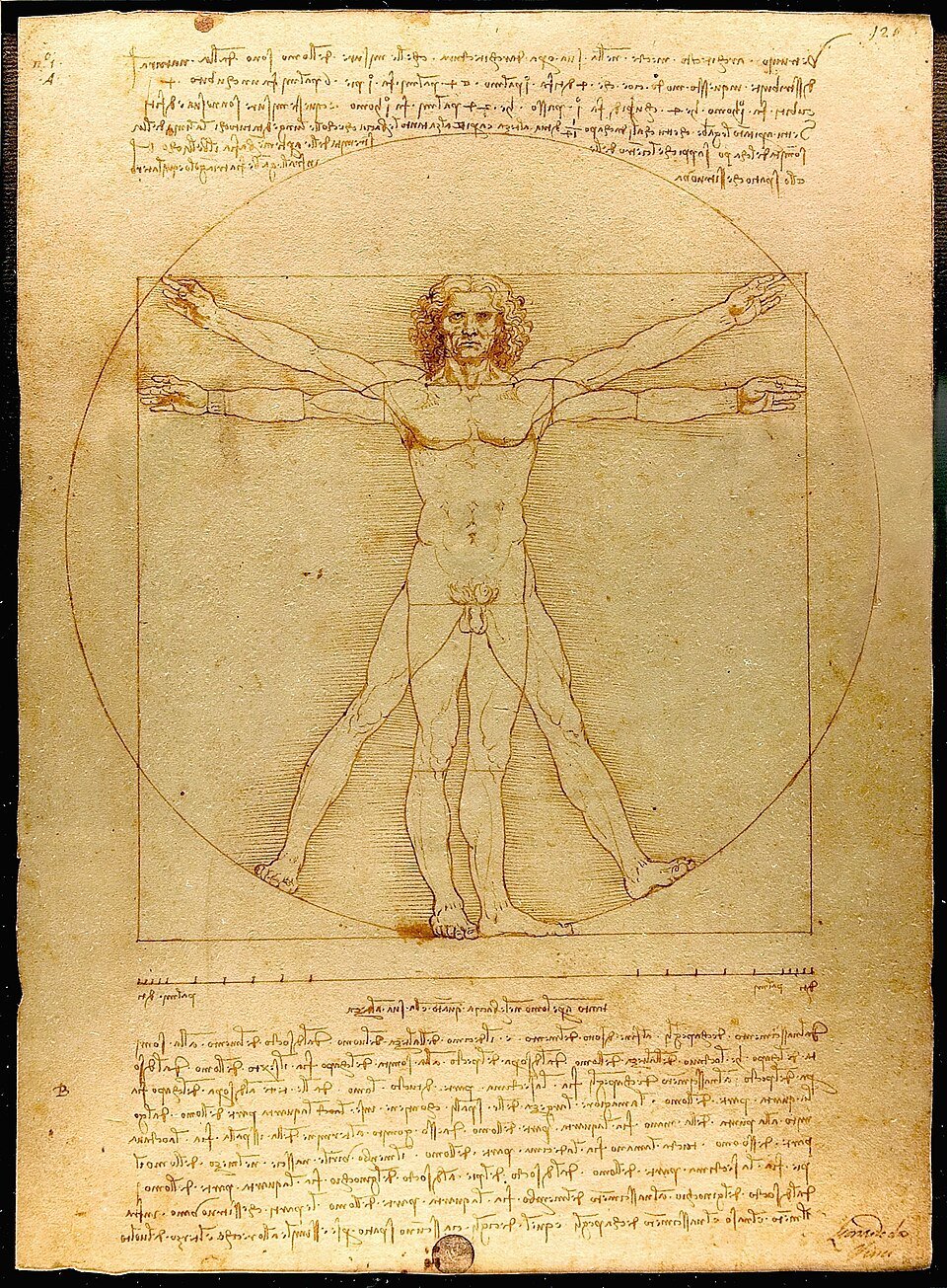 L'Homme de Vitruve de Léonard de Vinci : une figure inscrite dans un cercle et un carré, illustrant les proportions du corps humain